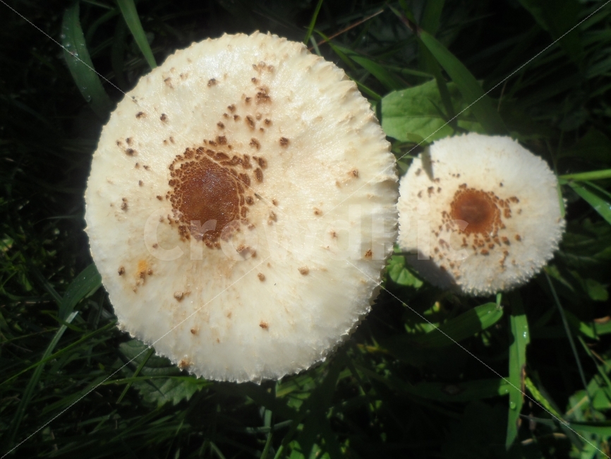 버섯,가을,산길,숲,고요,식물,자연,plants,nature