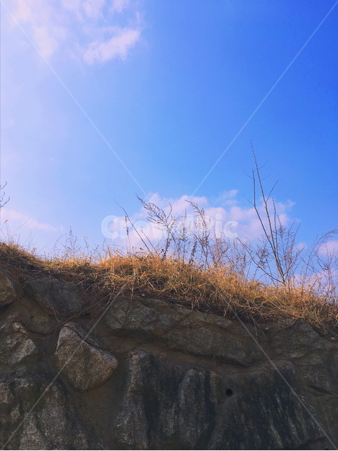 하늘,맑음,파랑,갈대,바람,자연,풍경,nature,landscape,grass,잔디,plant,식물,outdoors,옥외