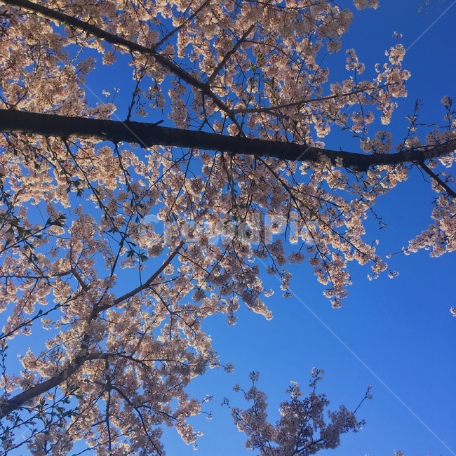 봄,벚꽃,하늘,꽃,나무,자연,봄,계절,spring,season,plant,식물,tree,tree trunk,나무 줄기