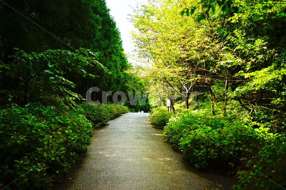 제주도,사려니숲길,jejudo,길,jeju,햇빛,햇살,붉은오름,jejuisland,나무,자연,풍경,nature,landscape,garden,정원,outdoors,옥외