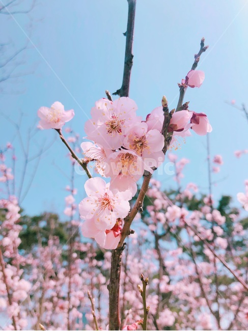 벚꽃,벚나무,봄,핑크,계절,벚꽃엔딩,꽃송이
