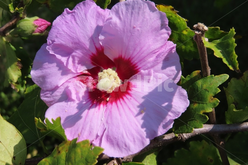 무궁화,꽃,plant,식물,flower,분홍꽃,분홍색,색감,식물,자연,plants,nature,꽃,flower