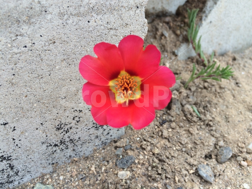 꽃,꽃사진,감성,선명,레드,근접사진,식물,자연,plants,nature,꽃,flower