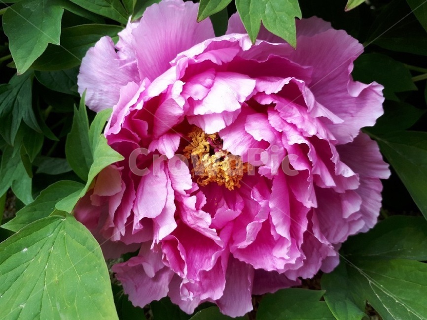 blossom,꽃,plant,flower,식물,식물,자연,plants,nature,꽃,flower