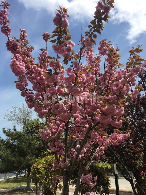나무,tree,봄,spring,꽃,flower,분홍색,pink,날씨,weather,맑은날,clearday,아름다움,beautiful