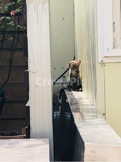 고양이,나른한오후,냥이,길고양이,코숏