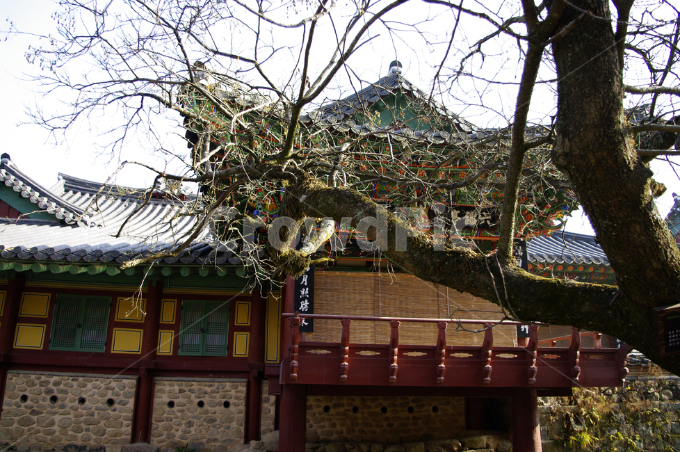 송광사,전각,한국,사찰,나무,식물,plant,한국전통,한국문화,korean traditional,korean culture,건축물,건물외관,exterior,building,structure,architecture,construction