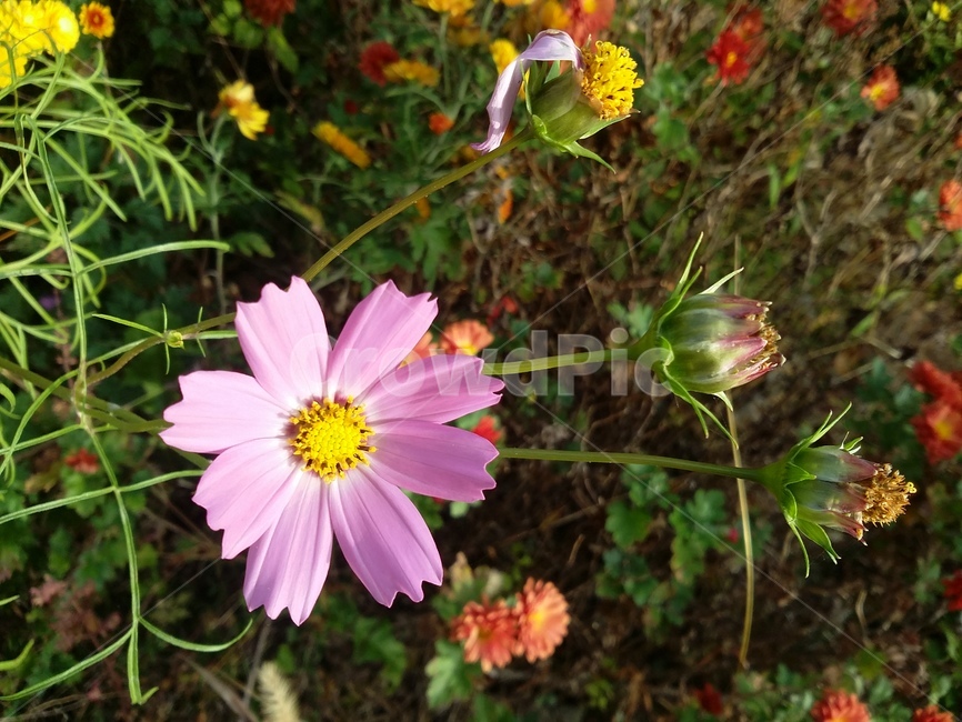식물,plant,꽃,자연,코스모스,flower,식물,자연,plants,nature,꽃,flower