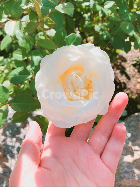 꽃,장미꽃,장미,식물,rose,blossom,plant,flower