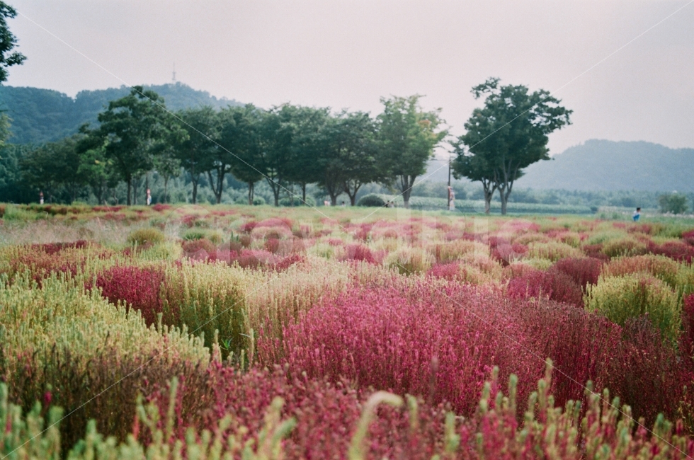 코키아,가을,감성사진,나무,감성,자연,풍경,nature,landscape,plant,식물