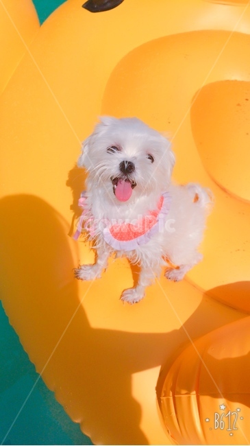 강아지,애견,말티즈,여름,물놀이,개,동물,동물,animal,포유류,mammal,개,강아지,dog,doggy