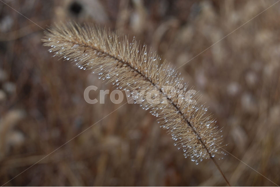 객산,자연,공원,가을,휴양림,가을,계절,fall,autumn,season,식물,자연,plants,nature,grass,잔디,plant,lawn,reed,갈대