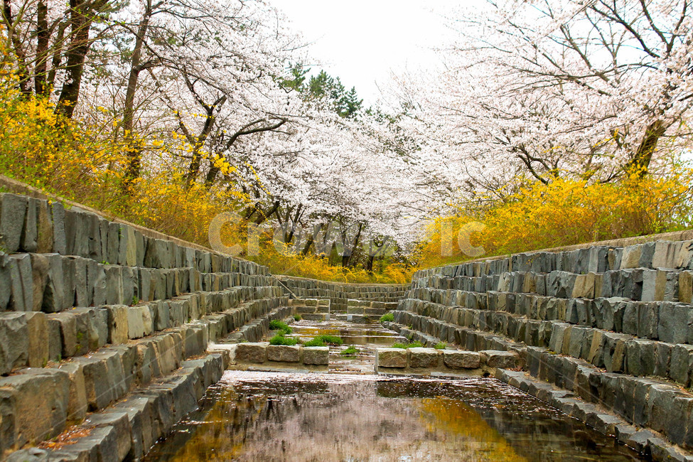 벚꽃,cherryblossom,봄꽃,flower,꽃,blossom,spring