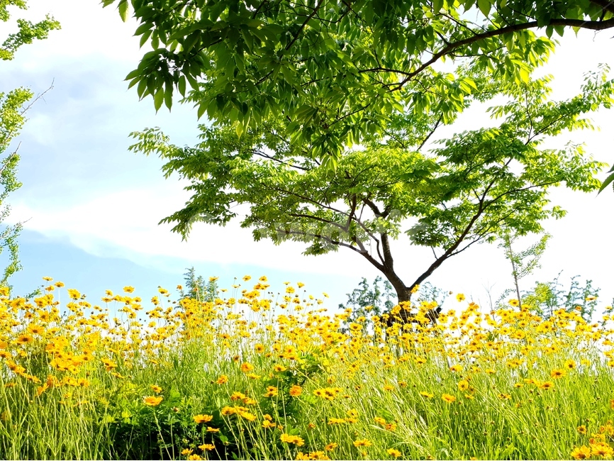 금계국,봄,풍경,노랑,파랑하늘,햇빛,자연,풍경,nature,landscape,식물,plants,꽃,flower,나무,trees,wood,tree,plant