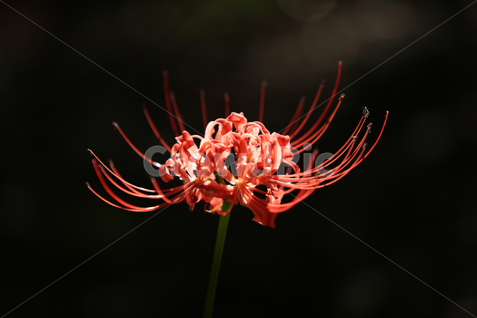 꽃무릇,빨강,꽃,redspider,red,flower,식물,자연,plants,nature,꽃,flower