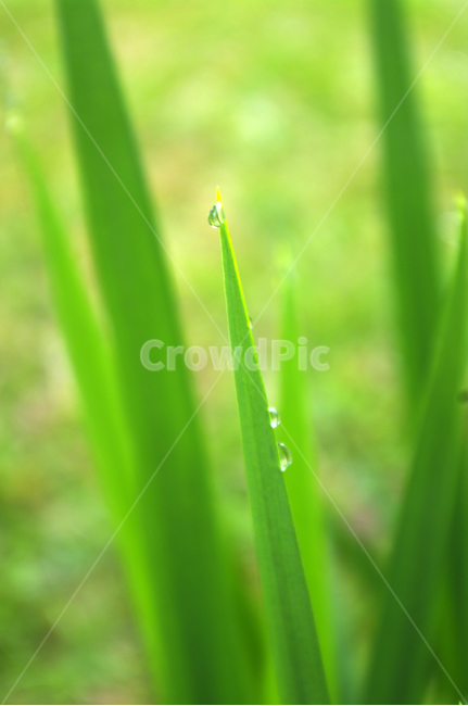 이슬,풀,잎,물방울,초록,식물,식물,자연,plants,nature,휴식,힐링,rest,relaxation,healing
