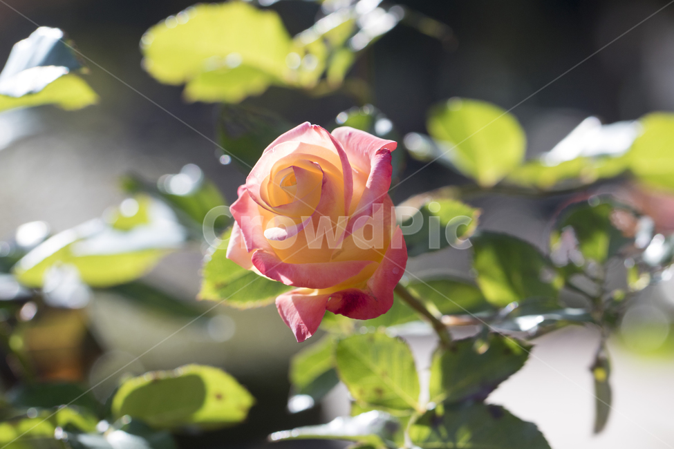 장미,꽃,식물,반짝임,자연,정원,식물,자연,plants,nature,꽃,flower
