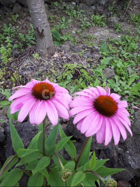 백일홍,두송이,분홍꽃,쌍둥이,꽃,식물,자연,plants,nature,꽃,flower