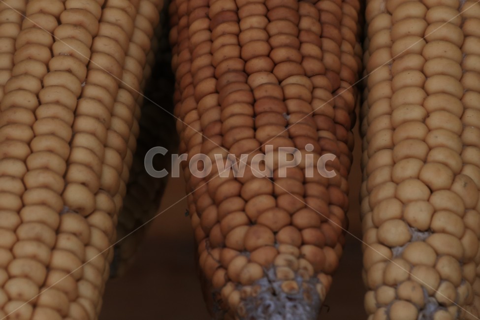 옥수수,식물,열매,corn,plant,음식,식재료,요리,food,cook,meal,dishes,food reserves