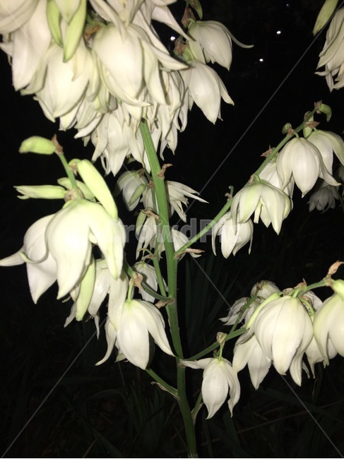 plant,식물,flower,꽃,blossom,식물,자연,plants,nature