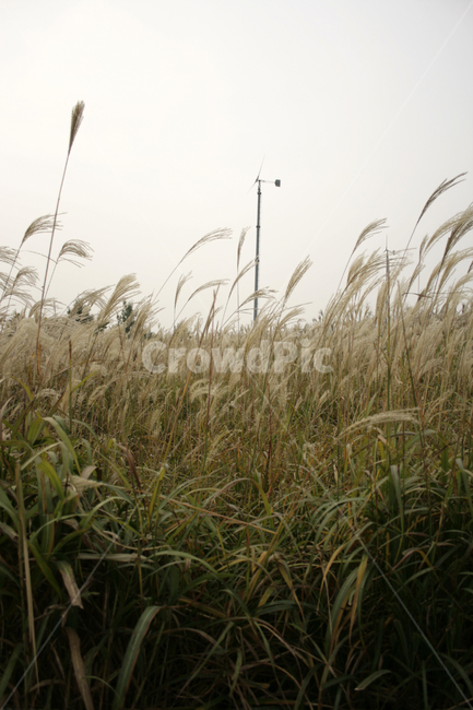 억새,풍경,하늘,가을,억새풀,식물,가을,계절,fall,autumn,season,자연,풍경,nature,landscape,plant,grass,잔디,lawn,reed,갈대