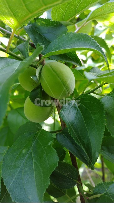 plant,식물,food,음식,fruit,과일,생산액,produce,매실,자연,과일,열매,fruit