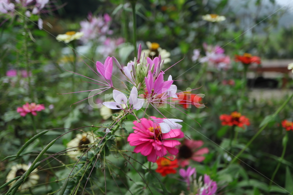 plant,식물,flower,꽃,blossom,풍접초,cleomehassleriana,tarenayahassleriana,양귀비목,백화채,양각채,거미꽃,spiderflower,거미식물,spiderplant,분홍색여왕,pinkqueen,할아버지수염,grandfatherswhiskers