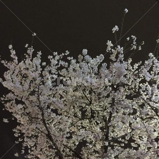 벚꽃,벚꽃나무,저녁나무,밤,벚꽃축제,봄,계절,spring,season,nature,자연,outdoors,옥외,ice,빙,plant,식물