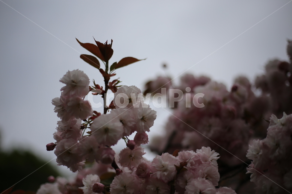 왕벚꽃,벚꽃,꽃,분홍,봄,식물,자연,plants,nature,꽃,flower