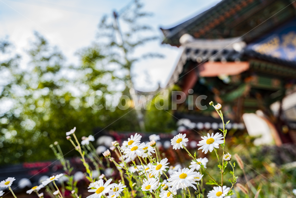 코스모스,절,한옥,한국,봉은사,서울,고화질,한국전통,한국문화,korean traditional,korean culture,식물,자연,plants,nature,꽃,flower,건축물,건물외관,exterior,building,structure,architecture,construction
