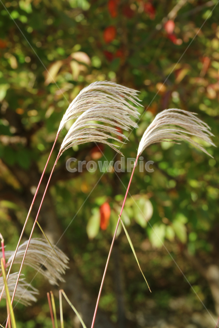 갈대,억새,풀,가을,식물,자연,억새밭,갈대밭,가을,계절,fall,autumn,season,식물,자연,plants,nature,plant,grass,잔디,lawn