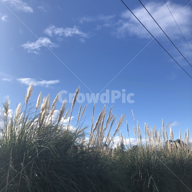 자연,하늘,가을,풍경,식물,잔디,plant,grass