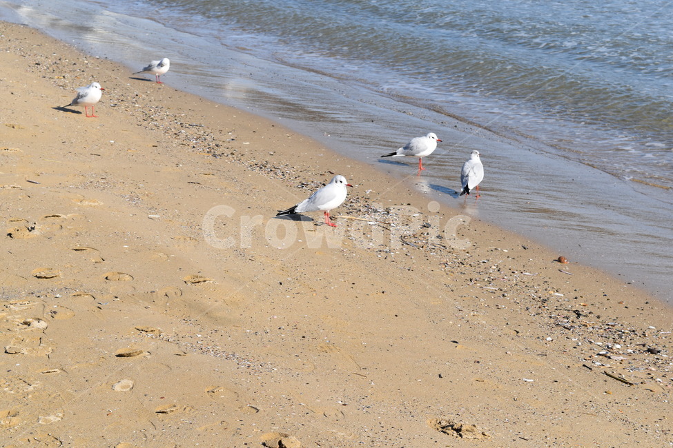 바다,갈매기,모래사장,해안,해변,beach,sea,birds,bird,해변,바다,beach,sea,동물,animal,조류,새,birds