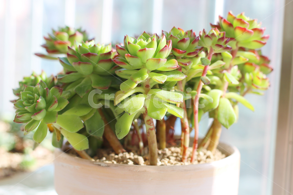 화분,다육이,다육식물,fleshyplant,다육,실내용화초,화분,화초,house plant