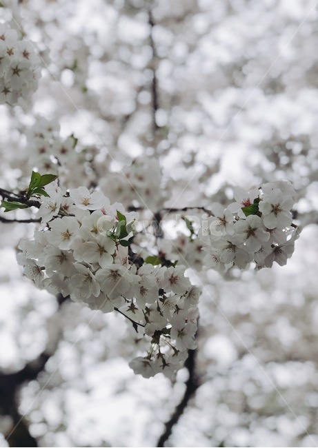 봄,벚꽃,봄내음,설렘,봄꽃,spring,春,봄,계절,spring,season,식물,자연,plants,nature,꽃,flower,plant,blossom