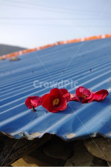 동백꽃,꽃,flower,계절,봄,spring,color,하늘,구름,지붕,꽃,flower
