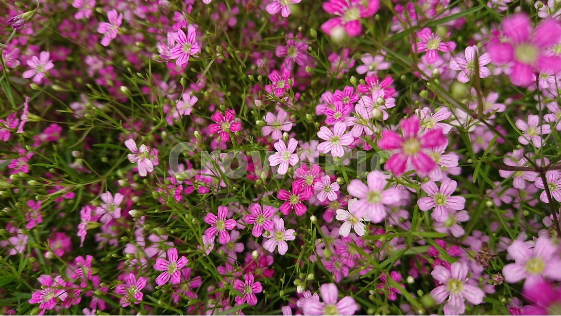 꽃,안개꽃,핑크색,연핑크색,분홍색꽃,pink,식물,자연,plants,nature,꽃,flower