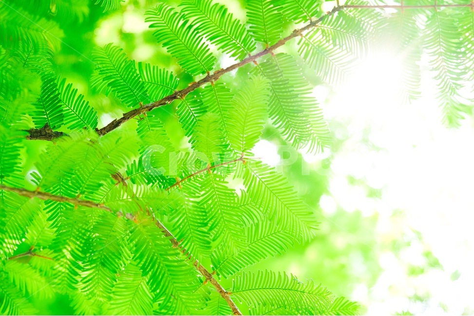 봄,허브,봄꽃,나무,새싹,여름,식물,자연,plants,nature,휴식,힐링,rest,relaxation,healing