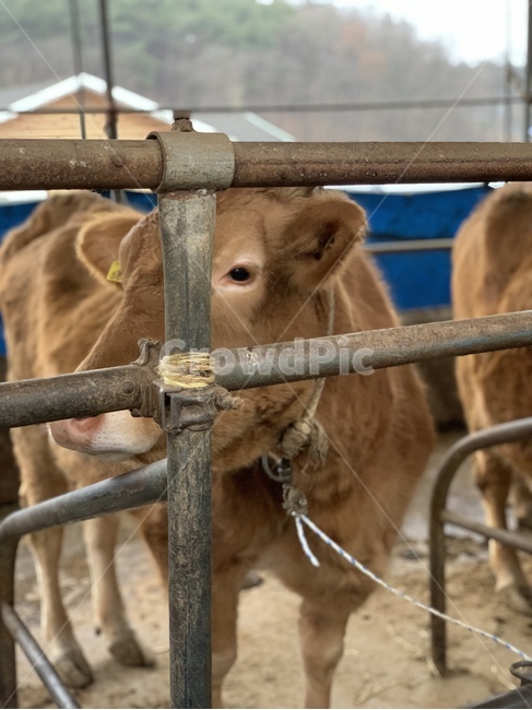 cattle,가축,cow,소,animal,동물,동물,animal,포유류,mammal