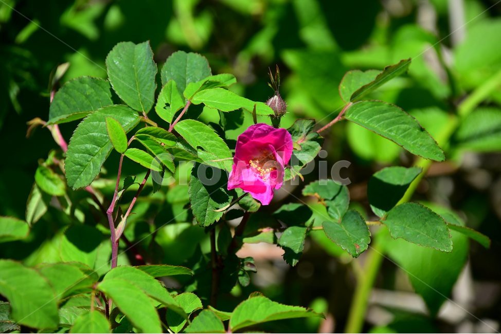인가목,야생화,꽃,식물,자연,생태,플라워,flower,plants,nature,식물,자연,plants,nature,꽃,flower