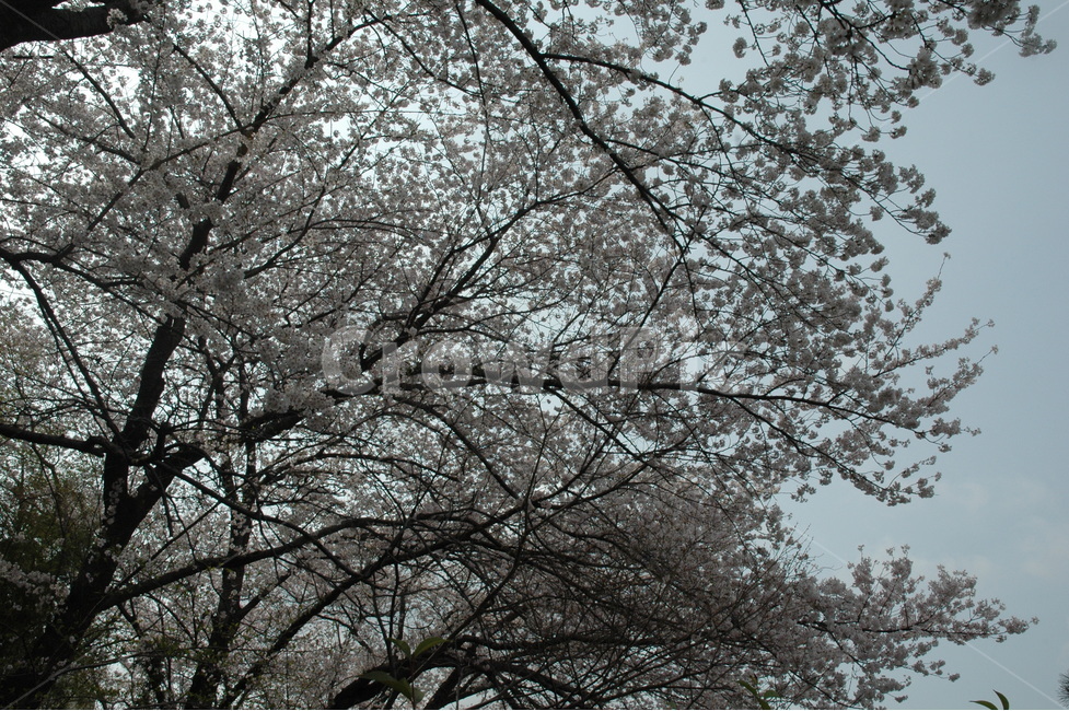 벚꽃,생명력,cherryblossom,꽃,분홍벚꽃,식물,자연,plants,nature,꽃,flower