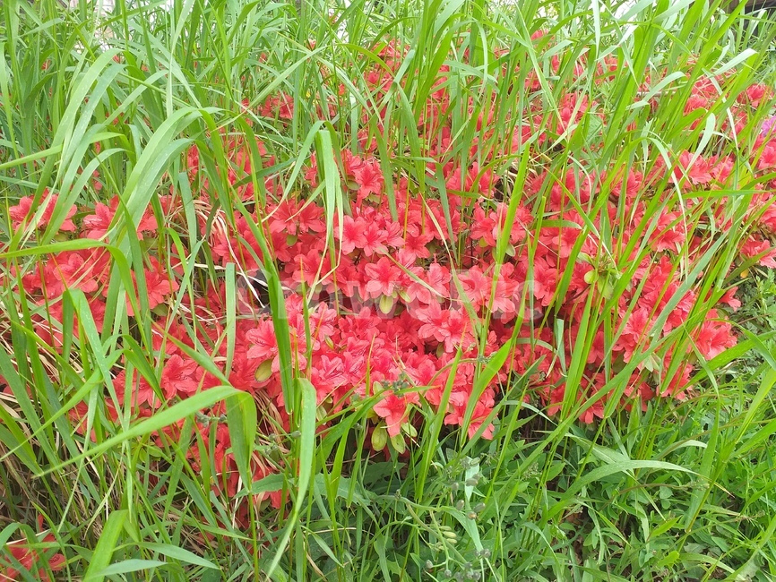 풀숲,숲,철쭉,핑크,봄