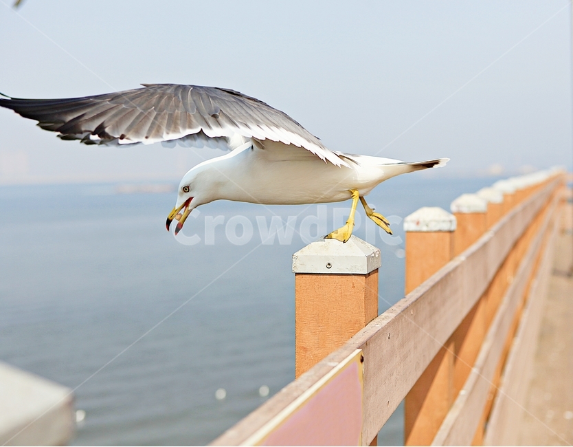 갈매기,새,조류,자연,풍경,배경,동물,animal,조류,새,birds