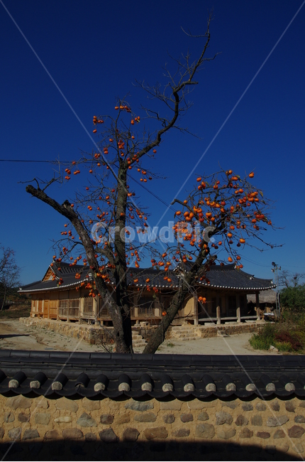 하회마을,담벼락,감나무,유네스코,안동,한국전통,한국문화,korean traditional,korean culture,건축물,건물외관,exterior,building,structure,architecture,construction