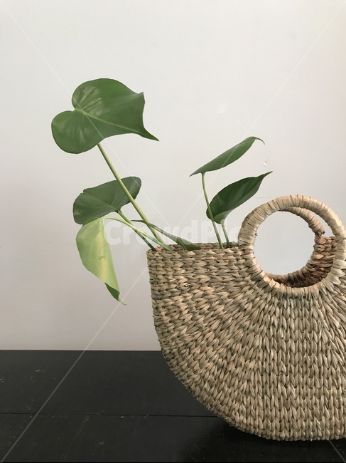초록이,식물이담긴바구니,greenplant,몬스터,감성사진,basket,바구니,깔끔한,여름분위기,여름소품