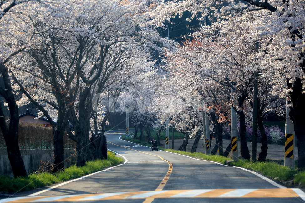 가로수,길,벚꽃길,아스팔트,봄맞이
