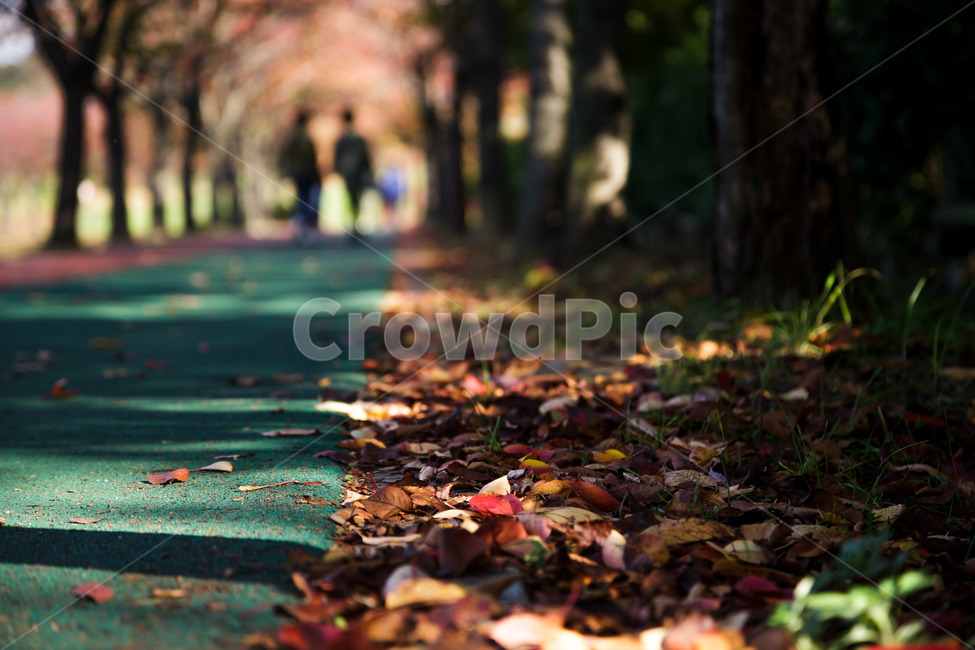 plant,식물,leaf,잎,tree,나무,가을,가을,계절,fall,autumn,season,식물,자연,plants,nature