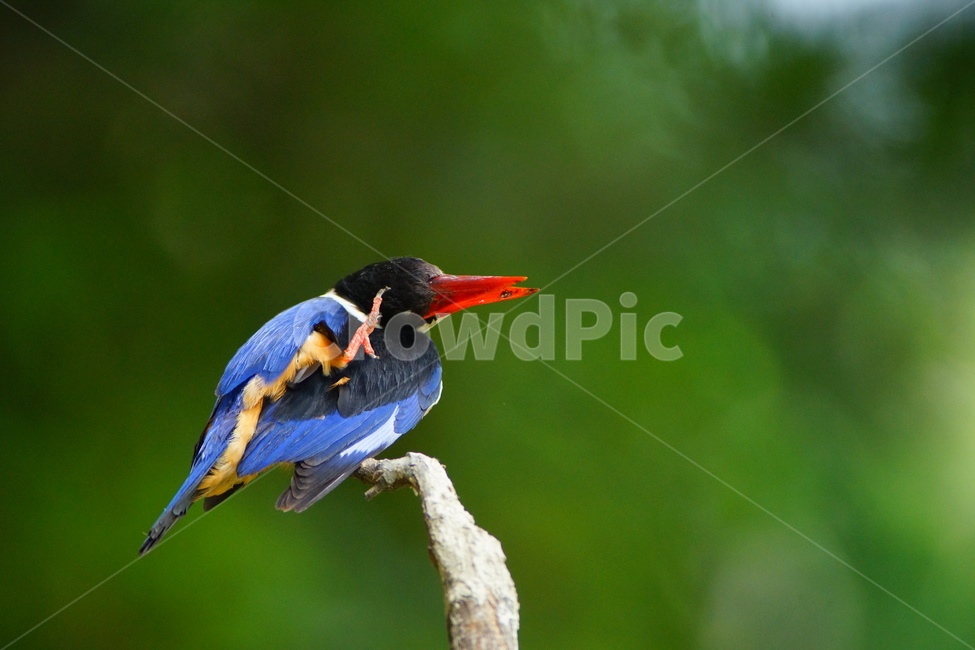 청호반새,조류,몸단장,새,철새,동물,animal,조류,새,birds