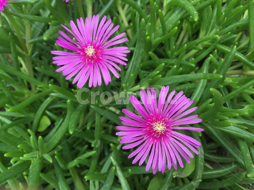 송엽국,다육,다년초,관상,꽃,식물,배경,분홍,초록,식물,자연,plants,nature,꽃,flower