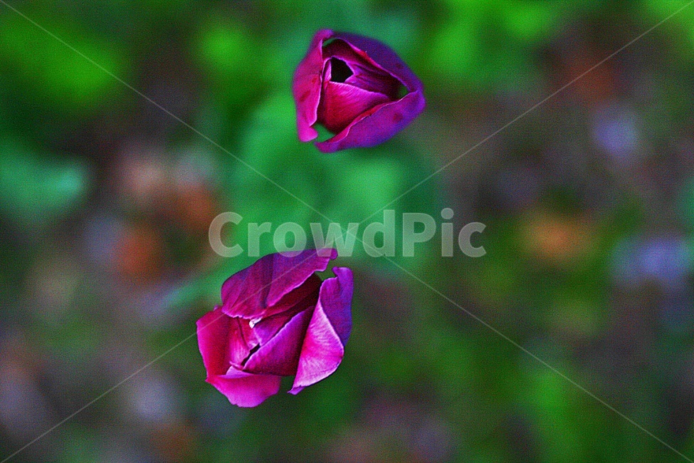 보라색,튤립,꽃말,사랑의고백,매혹,식물,자연,plants,nature,꽃,flower